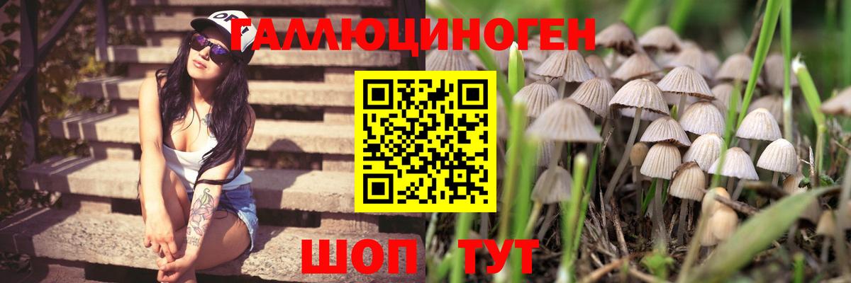 где можно купить   Псилоцибиновые грибы GOLDEN TEACHER  Старая Купавна  Вход с VPN  Псилоцибиновые грибы Cubensis 